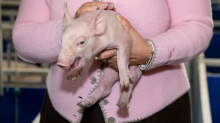 Landwirtschaft: Im Schnitt vier Schweine mehr je Betrieb