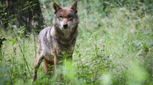Wildtiere: Mit Wölfen muss gerechnet werden - Update für Info-Broschüre