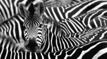 Muster in der Tierwelt: Auf Streife