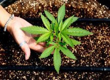 Svarila: Legalizacija konoplje prinaša številna tveganja. 