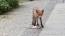 Wildtierexperte klärt auf: Tierischer Großstadtlärm: Füchse bellen herzzerreißend