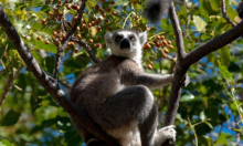 Znanstvenici otkrili vezu između duljine palca i veličine mozga kod primata