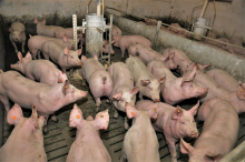 Prvi dve leti bo kastracijo pujskov krila država, izvajali jo bodo lahko tudi veterinarski pomočniki