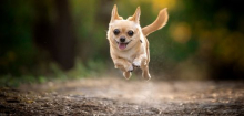 ADHS-Symptome bei Hunden: Forscher entwickeln Diagnostik