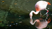 Allein im Titisee: Flamingo strandet im Schwarzwald
