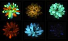 Prekrasne su: Kineski istraživači razvili prve višebojne i dosad najsjajnije svjetleće biljke