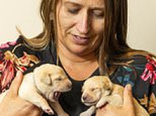Dog sitter who looked after her brother's labrador while he went on holiday ends up with a DOZEN puppies