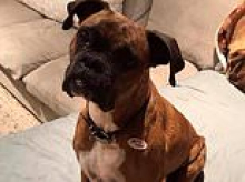 California woman faces felony charges after she registered her dog to vote and posted the ballot on Facebook