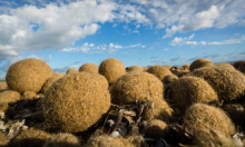 Znanstvenici u čudu: Ova morska biljka ima neočekivanu sposobnost