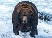 Bigger than the average bear! Greedy grizzlies are celebrated as Fat Bear Week announces this year's most impressive beasts preparing to enter hibernation