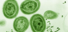 Prochlorococcus: Winzigem Meeresbakterium droht extremer Schwund