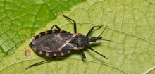 Seuchenschutzbehörde warnt vor Ausbreitung der Chagas-Krankheit