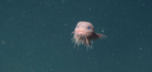 Höcker-Scheibenbauch: Pinke Überraschung in 3000 Meter Tiefe
