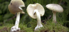 Pilz-Vergiftung: Das passiert bei einem Verdacht