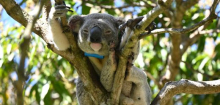 Tödliche Koala-Krankheit: Australien lässt Impfstoff gegen Chlamydien zu