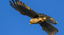Vögel: Turmfalke abgeschossen – Naturschützer erstatten Anzeige