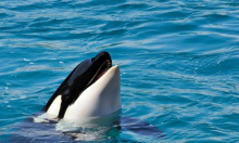 Orke potopile jedrilicu kod Portugala. Znanstvenici: 'Ideja o osveti je atraktivna priča, ali...'