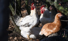 Poljska će ponovno izvoziti perad u Kinu