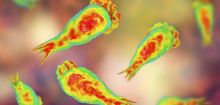 Indien meldet starken Anstieg von Todesfällen durch hirnzerstörende Amöbe Naegleria fowleri