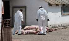 Stigla potvrda iz Belja: Farma svinja je u zoni zaštite od afričke svinjske kuge