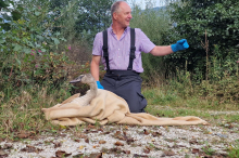 In Notlage geraten: Feuerwehren retten Schwan im Bleistätter Moor