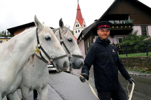 Kainach: 38 Lipizzanerstuten wurden von der Brendlalm ins Tal begleitet