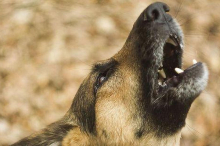 „Er ist ein Angstbeißer“: Schäferhund biss Postlerin und auch Igel