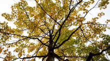 Herbstwetter: Bis zu 20 Grad: Etwas mildere Temperaturen in Hessen