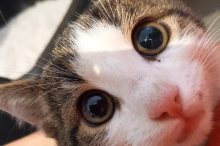 In Villach von Feuerwehr gerettet: Wer vermisst diese Katze? 