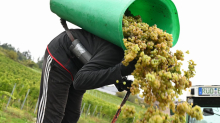 Was ins Glas kommt: Top-Weinjahrgang nach Turbolese erwartet