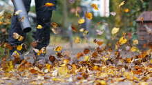 Umwelt und Lärm: Zürich stimmt über strenge Laubbläser-Regeln ab