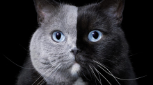 Tierpsychologie: Der geheime Code der Katzen