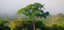 Klimawandel lässt die Bäume im Amazonas immer größer werden
