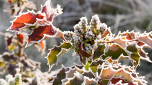 Eisige Nächte: Auf dem Balkon und im Garten: So schützen Sie Pflanzen vor Frost