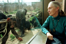 Umrla pionirka preučevanja šimpanzov Jane Goodall