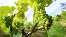 Weinbau: Fränkische Winzer unter Druck - zwei Bocksbeutel je Rebe