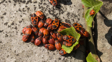 Feind oder Freund?: Rot-schwarze Invasion: So gehen Sie mit Feuerwanzen richtig um