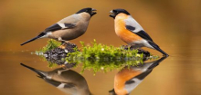 Vögel und Säugetiere: Wer monogam ist und den Nachwuchs aufzieht, lebt länger