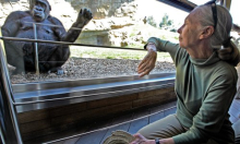 Kako je Jane Goodall zauvijek promijenila način na koji promatramo prirodu, ali i same sebe