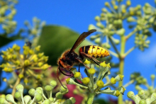 Na Hrvaškem v gozdu po pikih sršenov umrl 54-letni moški