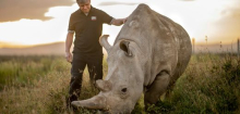 Nördliches Breitmaulnashorn: »Ausgestorben bedeutet nicht gleich ausgestorben«