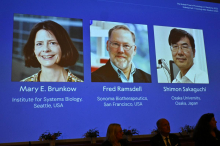 Nobelovo nagrado za medicino za leto 2025 prejeli Brunkow, Ramsdell in Sakaguchi