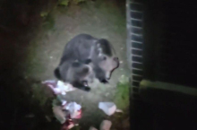 Na Rakitni lovcem ni uspelo odstreliti medvedov. Občina obljubila, da bodo smetnjake ogradili.