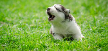 Hunde-Studie: Wie ihnen schlechte Erfahrungen als Welpe zu schaffen machen
