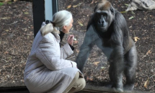 Jane Goodall svojedobno o 'modernim alfa mužjacima': 'Trumpa, Muska, Putina, Xija i Netanyahua lansirala bih u svemir'