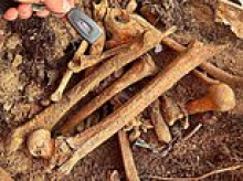 Human bones found in black bag buried just yards from graveyard