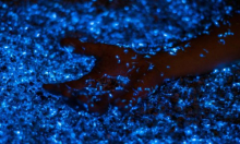 Znanstvenici traže svjetski dan važnog organizma: Apelira i naš poznati institut