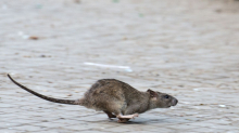 Schädlingsbefall: Rattenplage in Berlin - Tausende Meldungen jedes Jahr