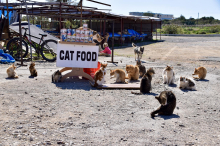 Zypern kämpft mit mehr als einer Million Streunerkatzen
