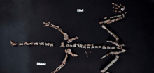 Dinosaurier-Fund in Argentinien: Hier sehen Sie einen der wohl ersten Saurier überhaupt